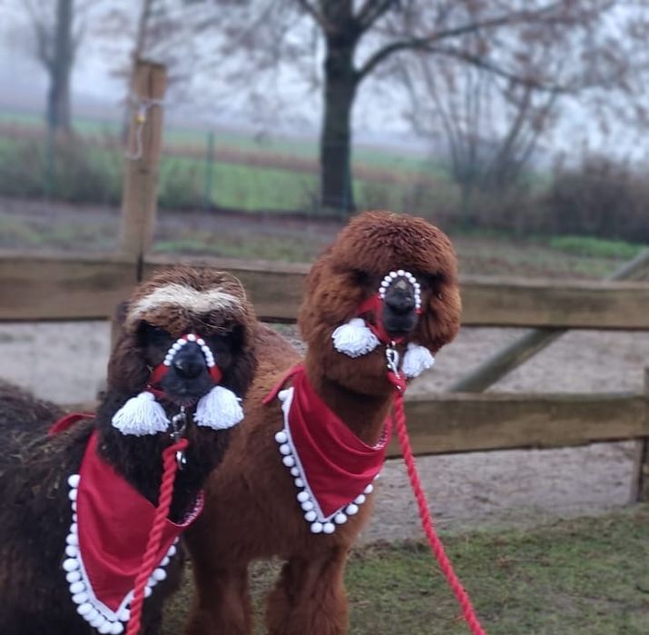 Sprzedam 3  alpaki - samce