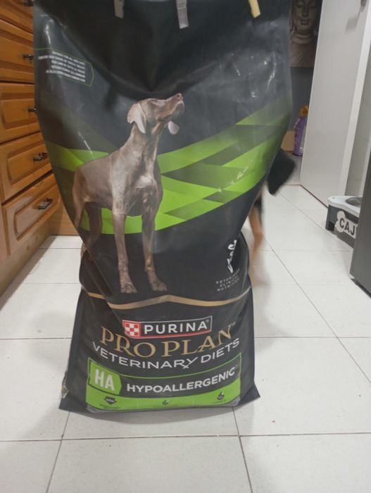 Cao Alimentação cao