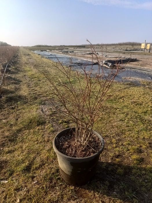 Borówka amerykańska Bluecropp 70 cm