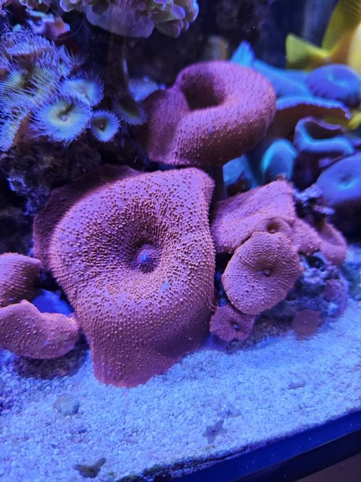 Pack de 5 corais faceis