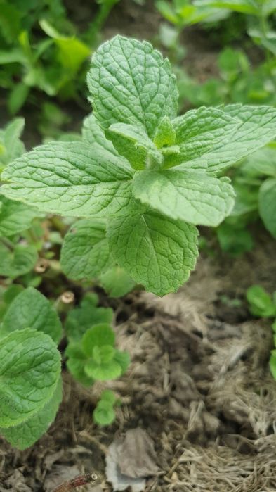 Мята сушеная/свежая,Мята