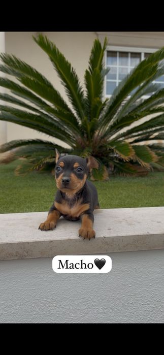 Pinscher macho miniatura