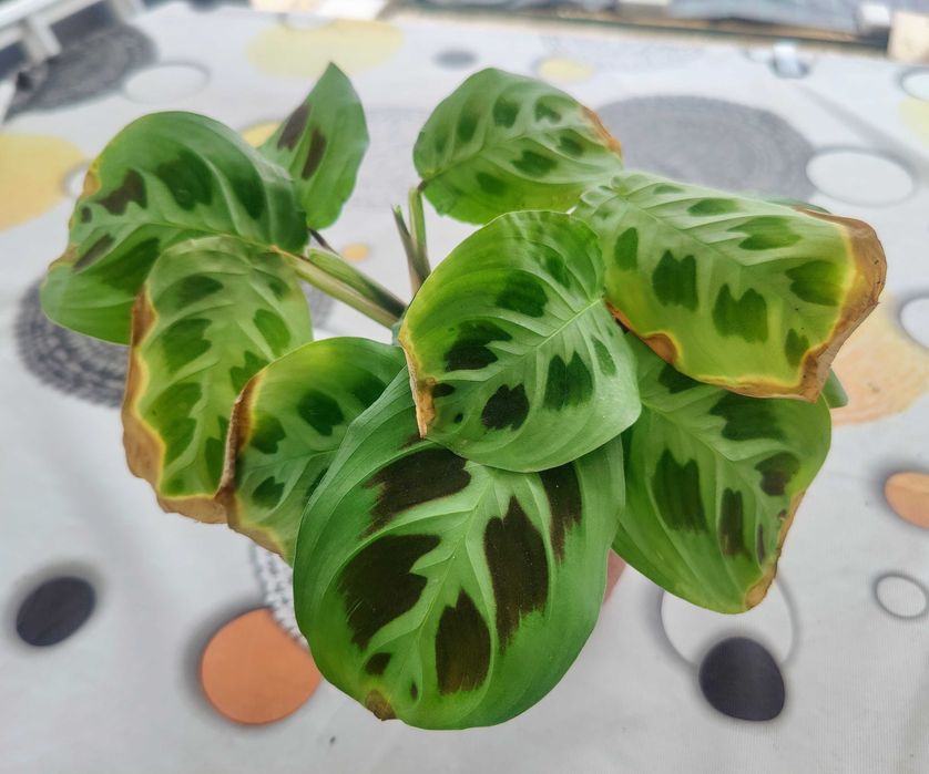 Muda Planta Maranta Leuconeura