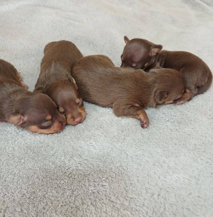 Кукольні чистокровні дітки трй-тер'єра