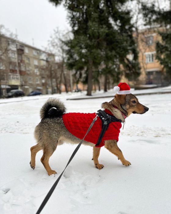 Лірік шукає родину