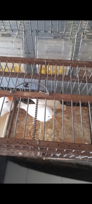 Algumas aves para troca ou venda