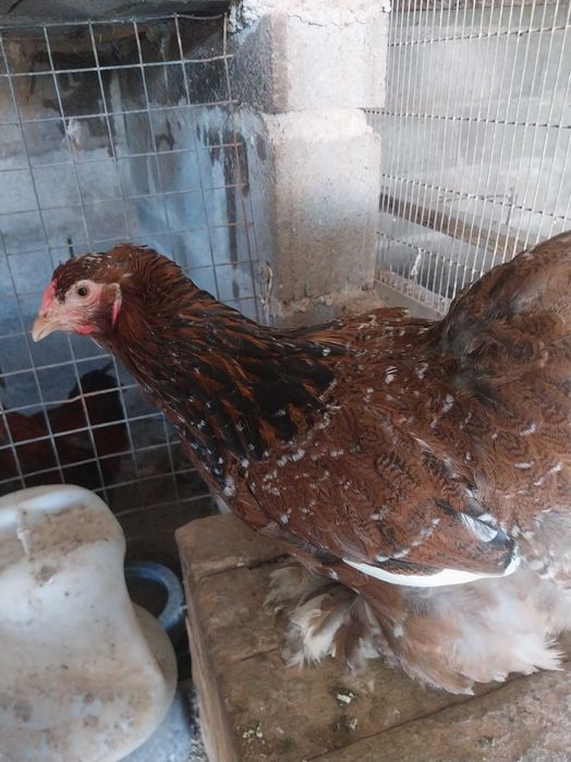 Brahma , galinhas  de várias raças e   . ovos