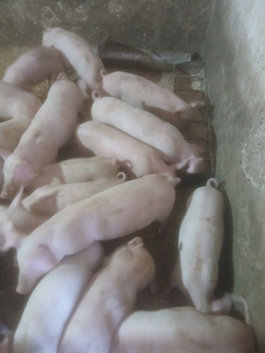 Малі поросята продаж