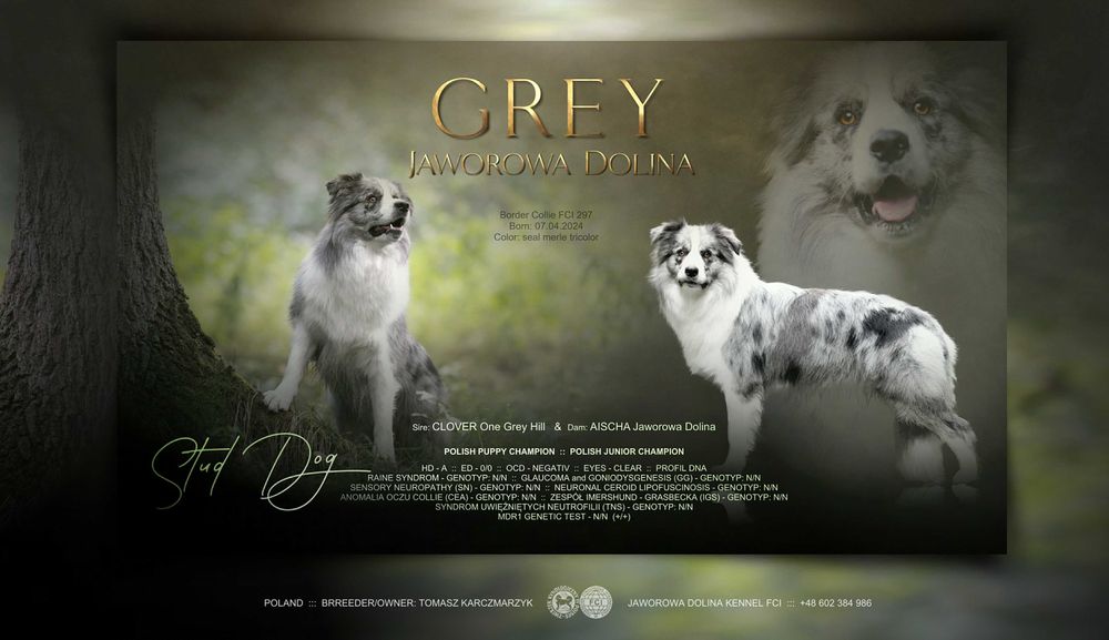 Reproduktor Border Collie, ZKwP FCI Foczy merle