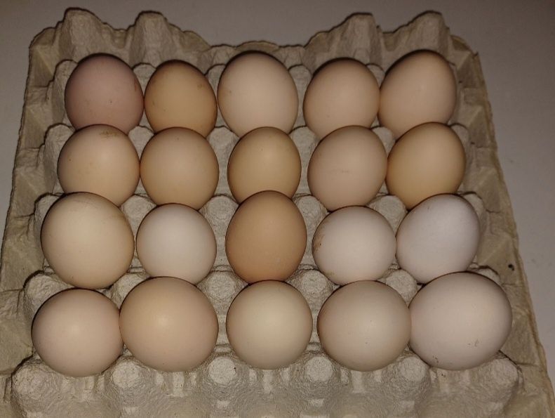 Jaja wiejskie ...