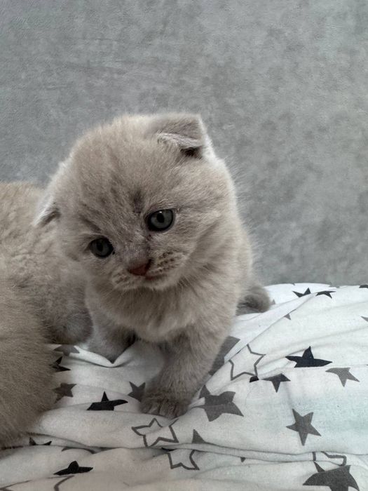 Шотландські кошенята.