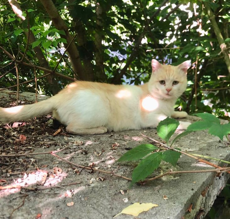 Шикарний молодий котик
