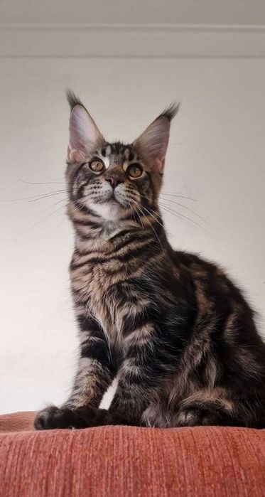 Gatinha Maine Coon