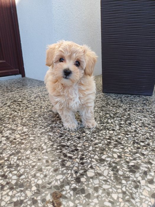 Maltipoo  sunia maluda.