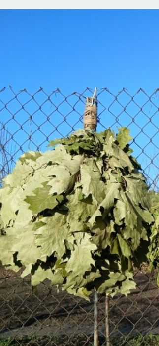 Віники для бані.