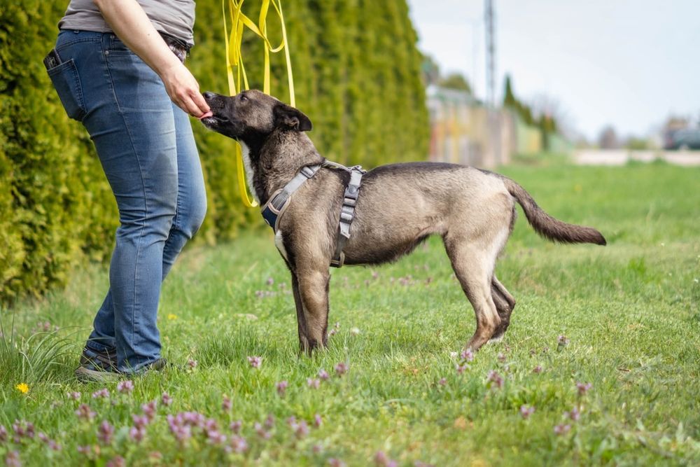 Lara szuka domu Schronisko Napierki