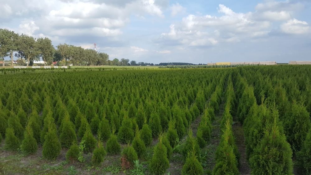 Tuja, tuje szmaragd wysokość 1.10m-1.20m. Szkółka Krupocin.