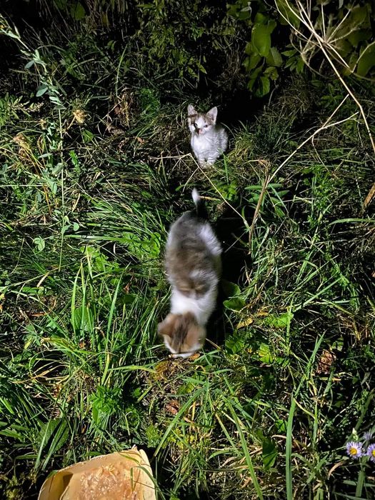 Cypiski, śliczne rodzeństwo z rowu