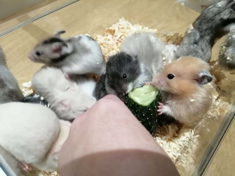 Chomik syryjski długowłosy oraz krotkowlosy