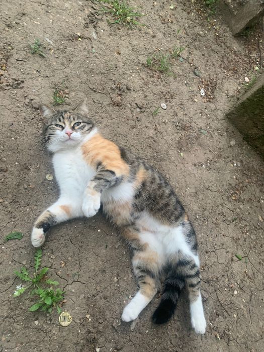 Стерилізована красуня шукає дім