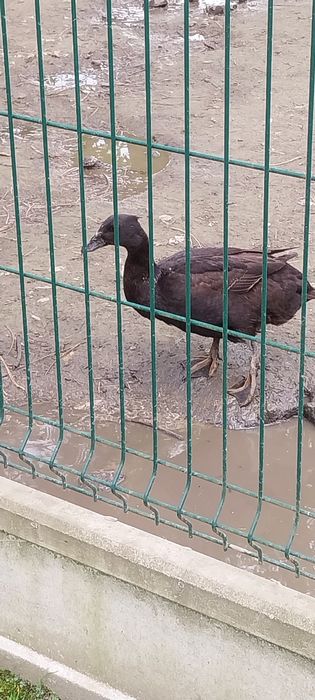 Biegusy Czubate Samice