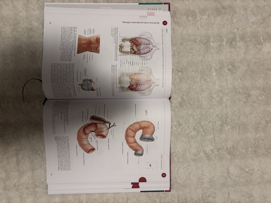 atlas anatomii czlowieka Sobotta