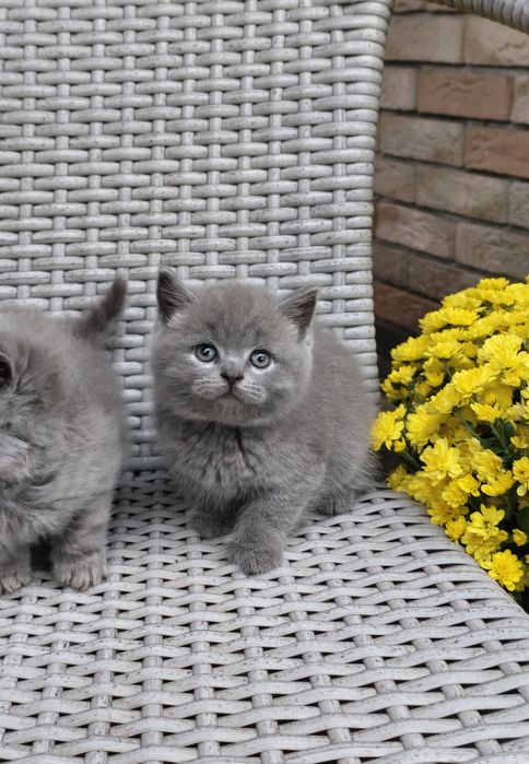 Шотландський прямовухий класичний хлопчик. 1.5 міс.