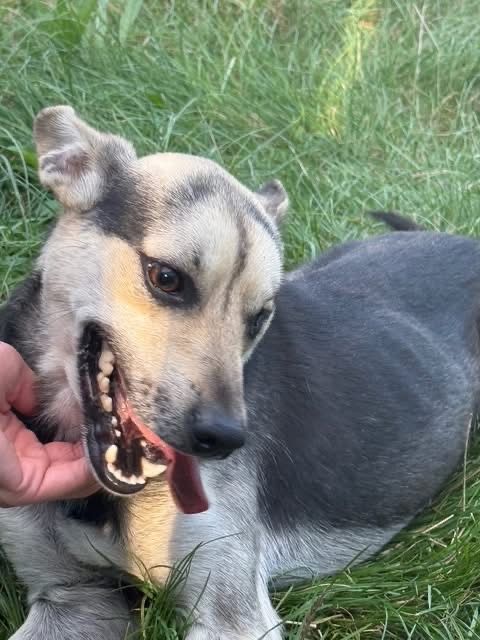 Piesek do adopcji!!