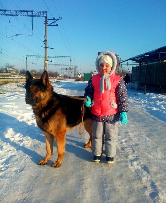 Немецкая овчарка вязка