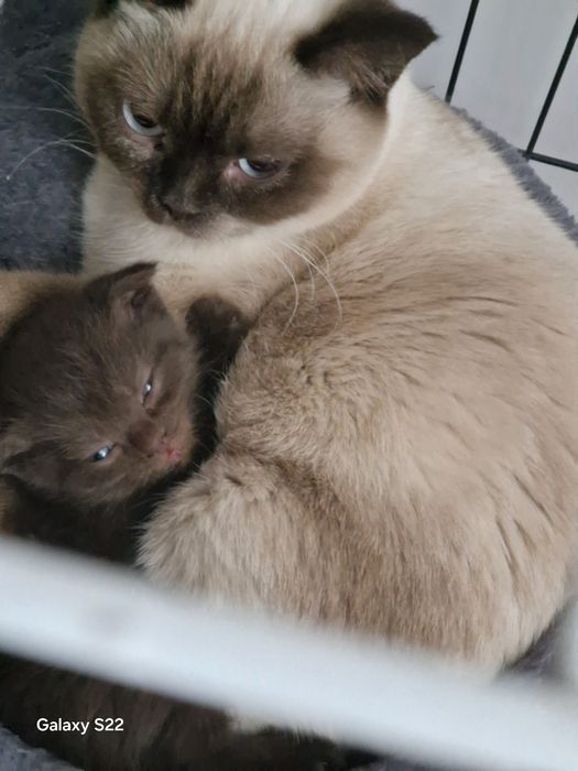 Kotka brytyjska/szkocka  czekoladowa  rodowód