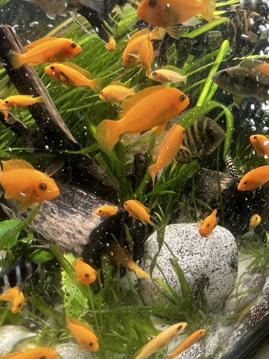 Псевдотрофеус Красная зебра