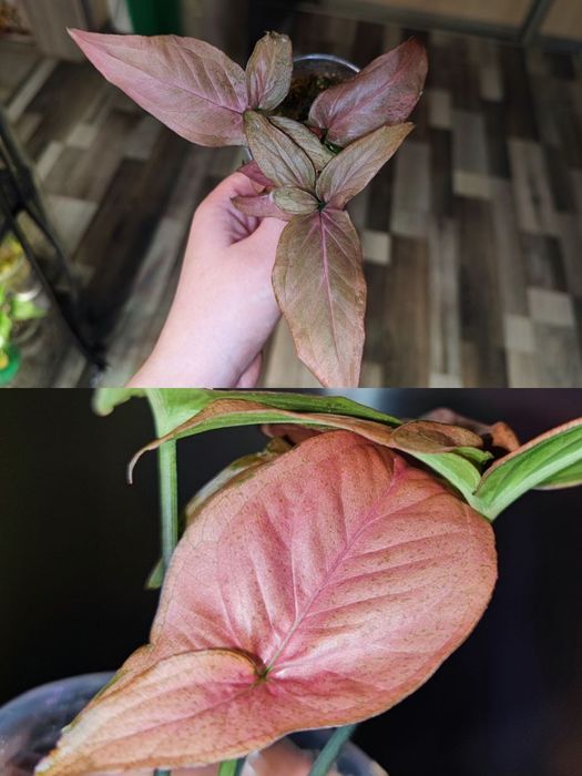 Сингоніум пінк перфекшн, pink perfection