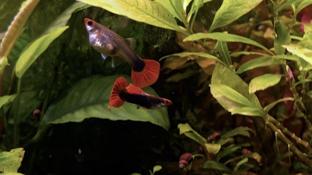 Гуппи много чистых линии