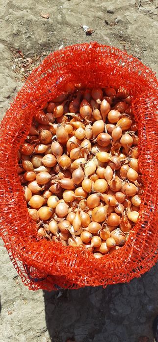 Продам свой лук севок