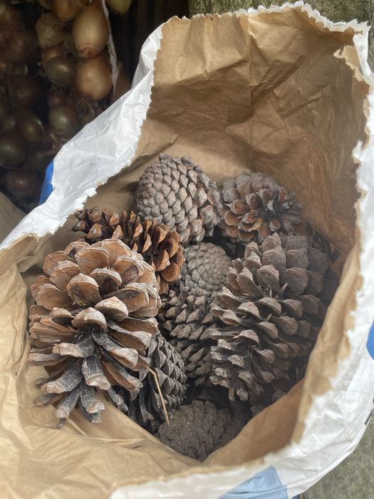 Pinhas deste ano para venda