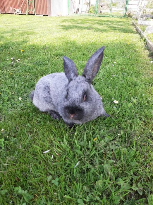 Кролі Полтавське срібло 150 гр.