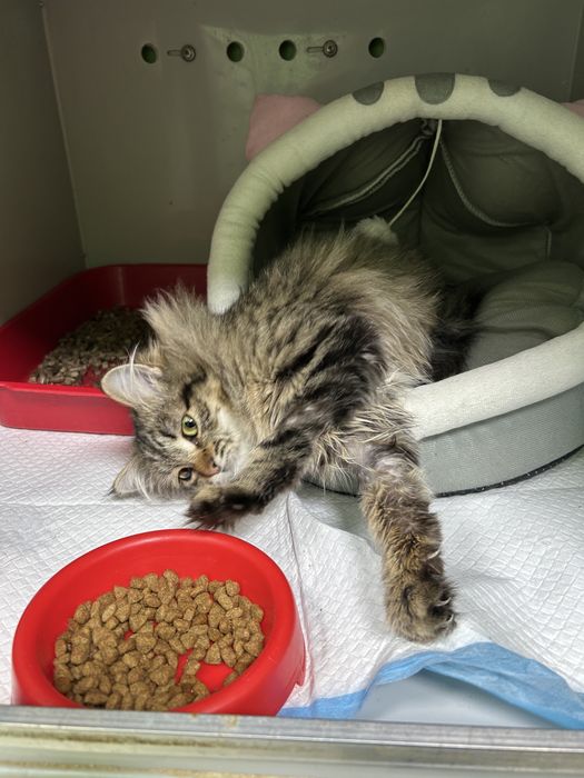 Кішечка кошеня шукає родину