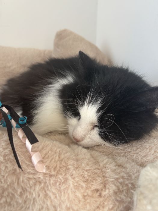 Кішка в добрі руки