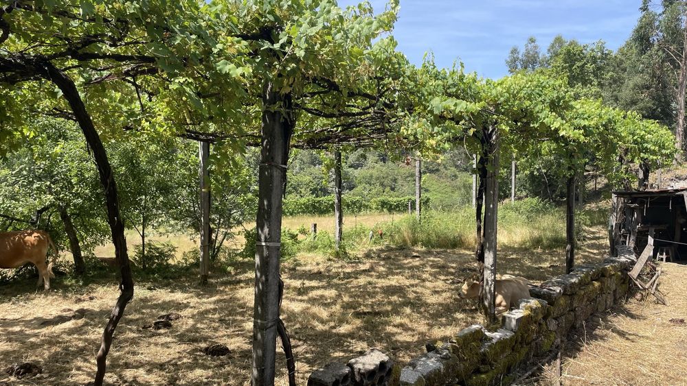 Oprtunidade- Quinta com casa rustica para restauro