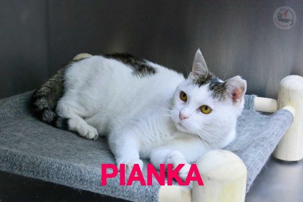 PIANKA  , która pokocha całym kocim serduszkiem