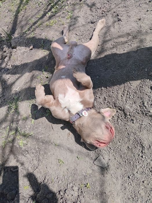 Вязка Французькій бульдог