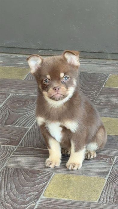 Дівчинка метис шпіца