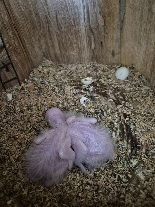 Marianinhas Cabeça Canela