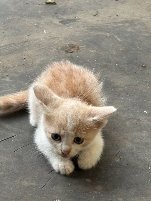 Кошеня, котик, кошенята