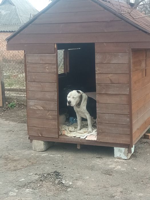 Пес шукає свою кохану