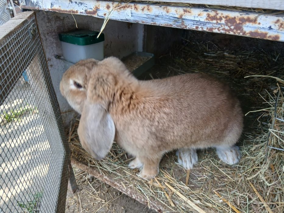 Młode samce barana francuskiego