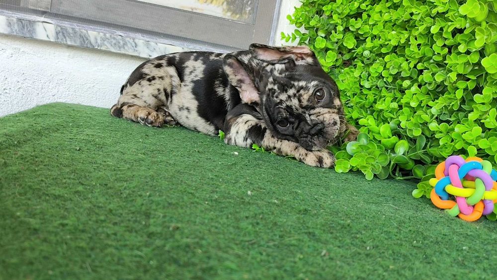 Filhote de cachorro Buldogue Francês