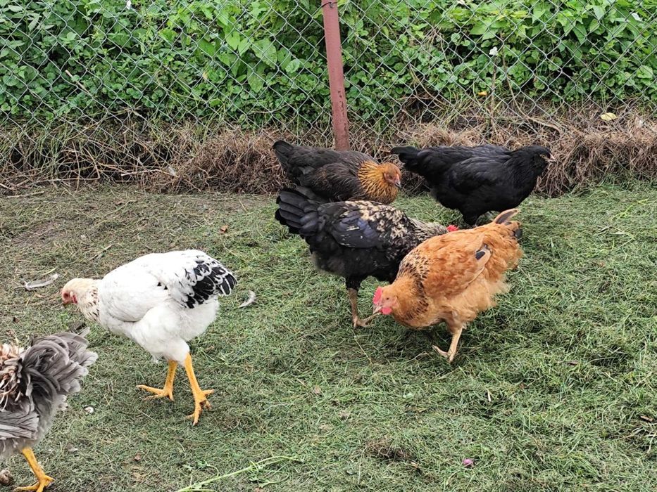 Koguty większe mniejsze