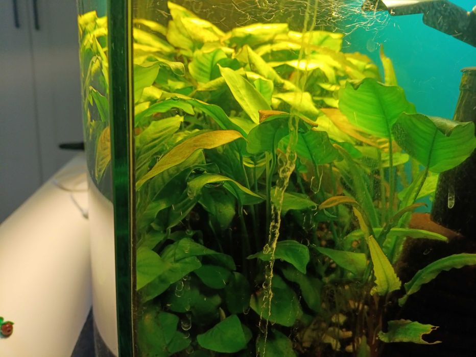 Anubias sprzedam