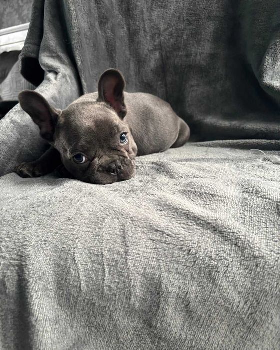 Блакитні цуценята французского бульдога! Вік 2 місяці!